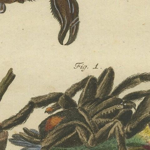 Goliath Bird-Eating Spider and Scorpions: Hand-Colored Engraving, 1792, close-up 5