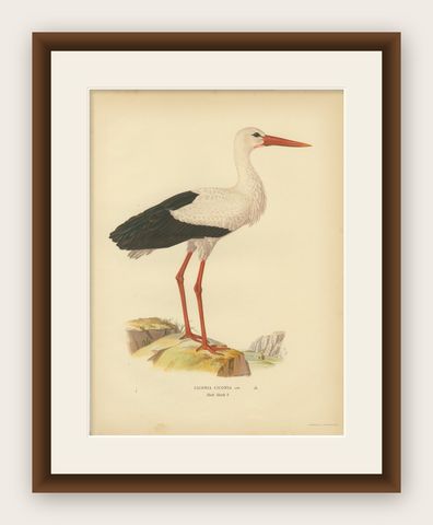 Antique Scandinavian Bird Lithograph, White Stork, Svenska Fåglar 1929, shown framed