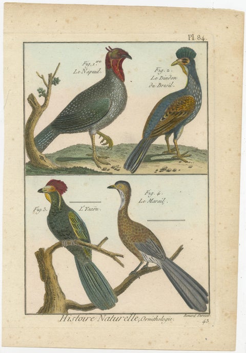 Rich & Bright, Hand-Colored, Rare Copper Engraving of Four Birds (1792)., view 2