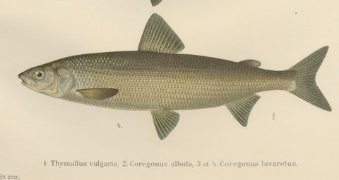 Scandinavian Fishes: Grayling and Whitefish in Exquisite Lithographic Detail, close-up 3