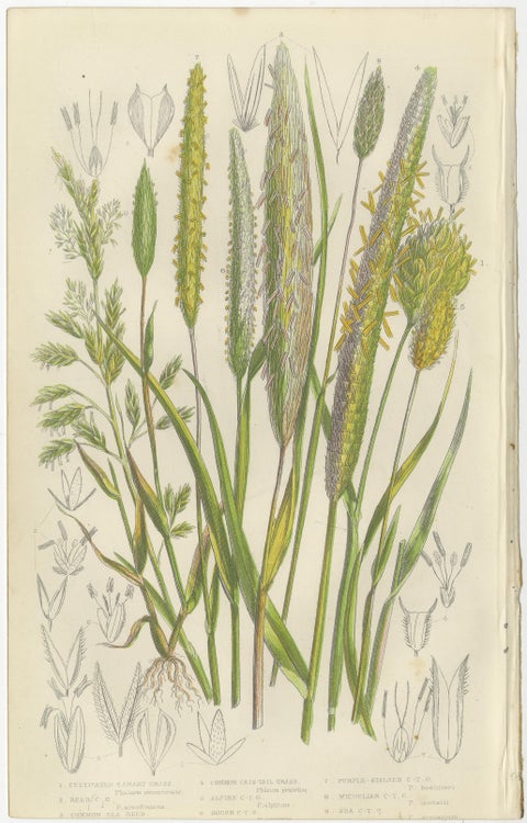 Victorian Botanical Engravings of Tunbridge Film Ferns, 1873, Pair, view 3