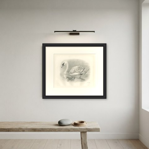 Mute Swan with Downy Cygnet, Plate CLXVII after Lilian Medland, c. 1909, shown framed on a wall
