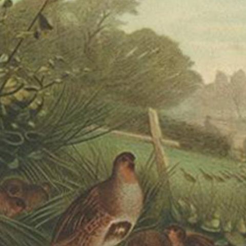 Antique Bird Print of Partridges by Prang, 1898, close-up 2