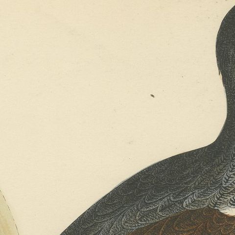 Original Antique Bird Print of a Capercaillie, 1855, close-up 1