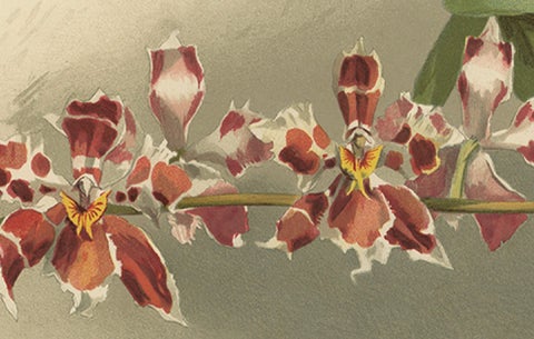 Large Antique Botanical Print, Orchid Odontoglossum Hybridum Leroyanum, c.1888, close-up 3