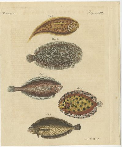 Five Soles and Flatfish, Antique Bertuch Print, circa 1815, view 2