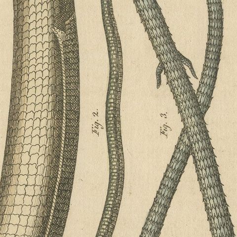 Antique Print of Various Amphibians Including the Sheltopusik, close-up 2