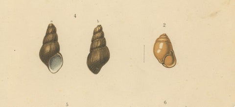 Antique Shell Print of Sumatran Snails, Helicarion, Pupina, Melania c.1887, close-up 2
