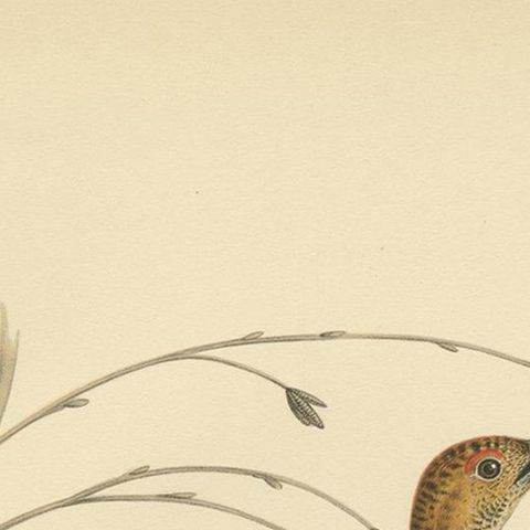 Antique Bird Print of the Black Grouse by Von Wright, 1929, close-up 1