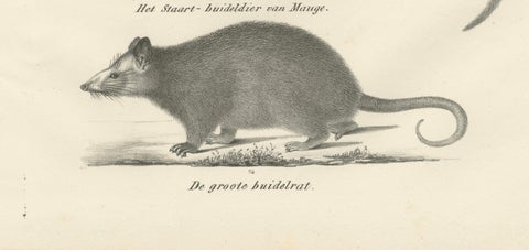 Rare 19th-Century Lithograph of Marsupials Including the Thylacine and Yapok, close-up 1