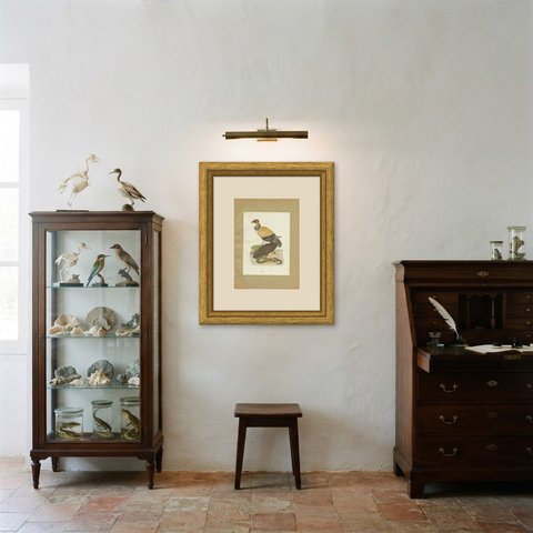 King Vulture and Black Vulture, Brazilian Bird Print, Descourtilz, 1944, shown framed in a room