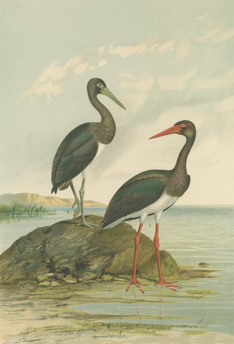Black Storks by the Water, Elegant Antique Bird Chromolithograph c.1880, close-up 2