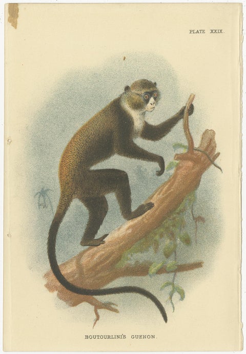 Set of 4 Antique Prints of Guenon Monkey Species by Lloyd, 'circa 1894', view 4