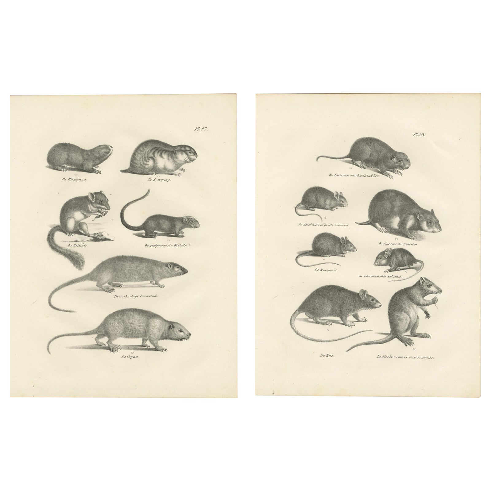 19th-Century Engravings of Rodents and Small Mammals by Dutch Naturalists
