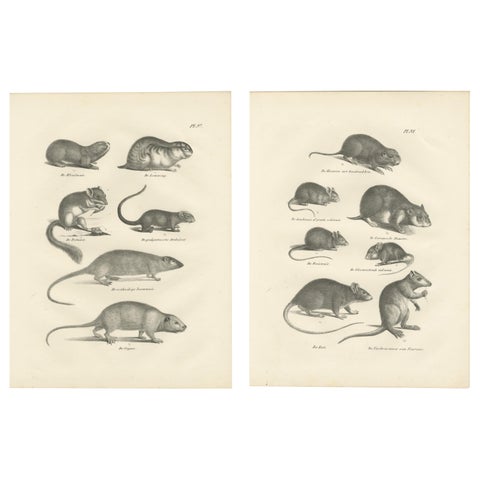 19th-Century Engravings of Rodents and Small Mammals by Dutch Naturalists