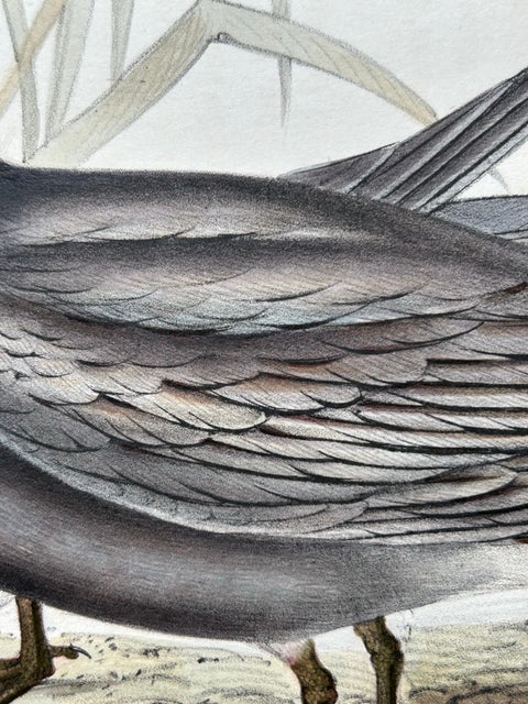 Black Tern, Antique Bird Lithograph by John Gould, c.1832, view 4