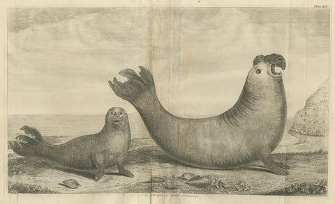 Antique Print of Two Sea Lions on the Shore of Juan Fernandes by Anson, '1749', view 2