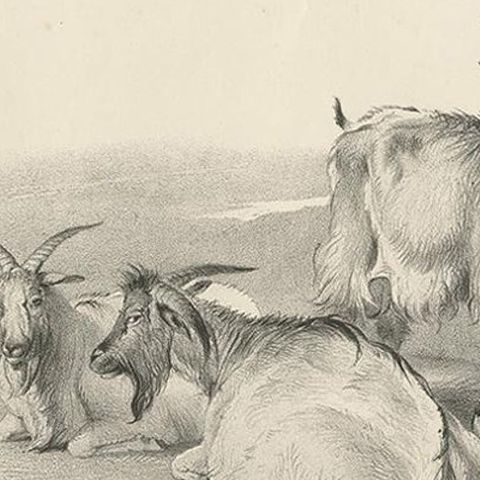 No.4 Antique Print of Goats by Cooper, '1839', close-up 1