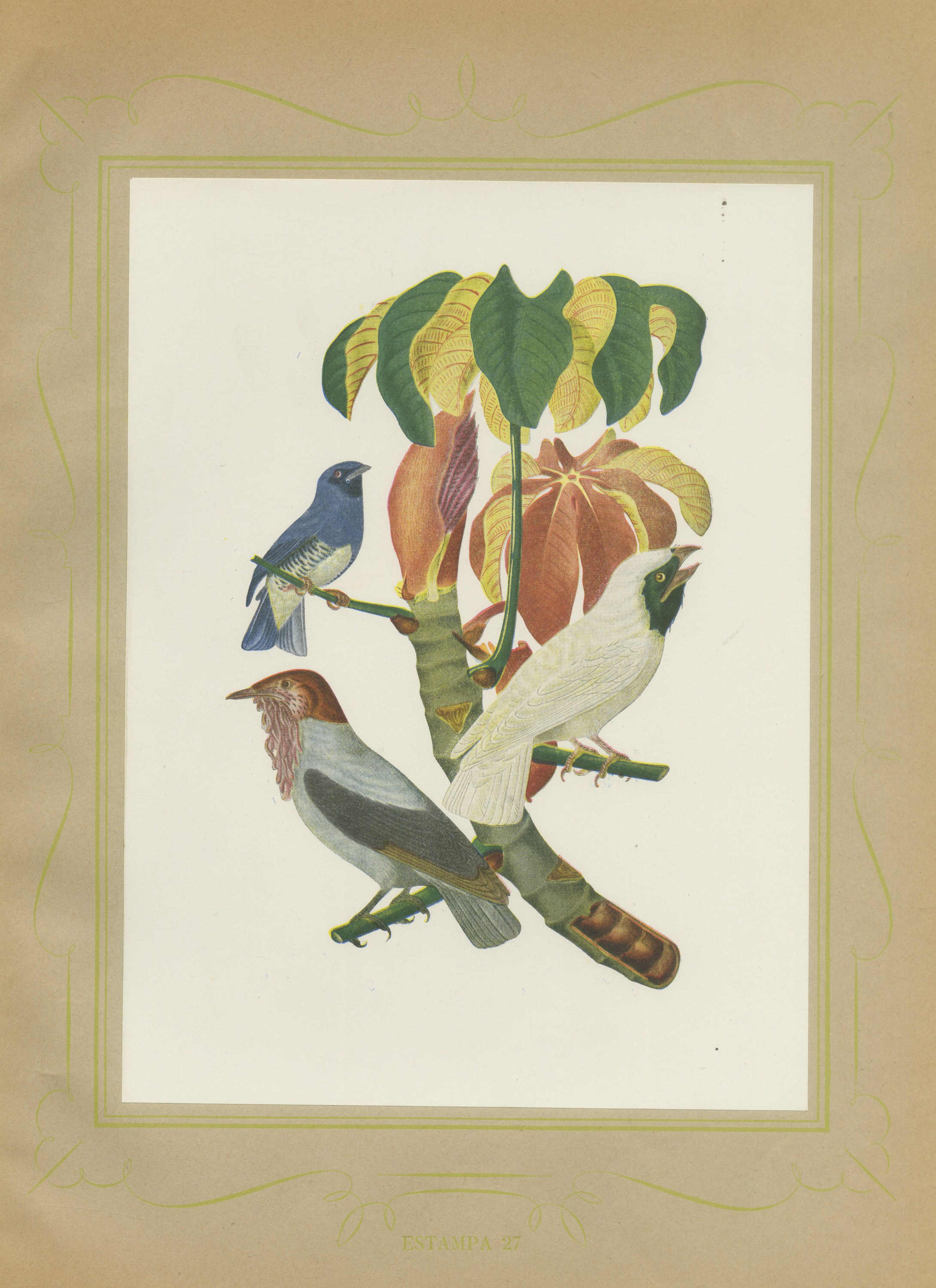 Cotingas and Tanagers on a Cecropia, Brazilian Bird Print, Descourtilz, 1944