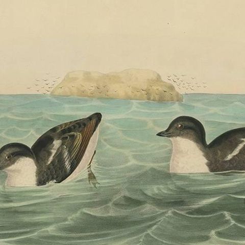 Antique Bird Print of Least Auk made after D.G. Elliot, 1869, close-up 2