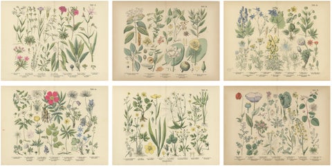 Antique Botanical Prints Set, German Wildflower Atlas Plates, Stuttgart 1885