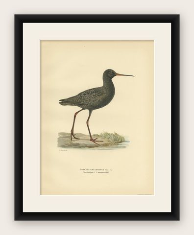 Antique Bird Print of the Spotted Redshank 'Summer' by Von Wright, 1929, shown framed