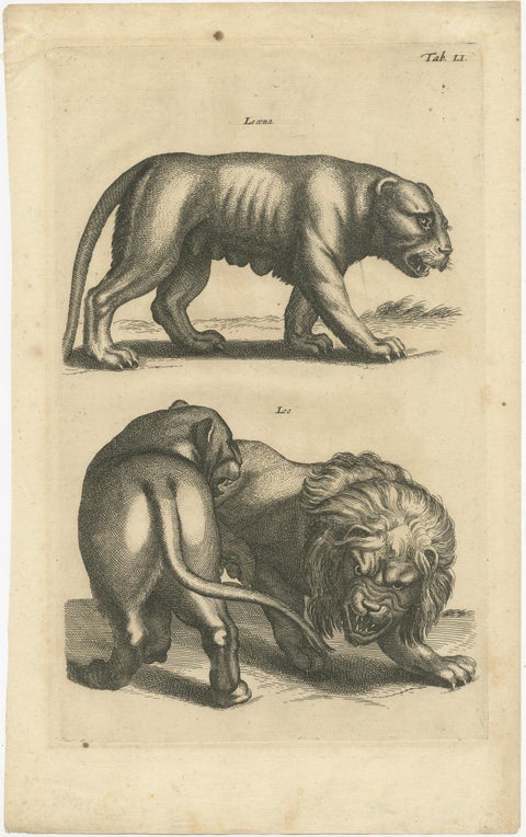 Original Antique Engraving of a Lion and Lioness, view 2