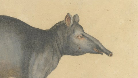 Tapir Family with Juvenile in Tropical Wetland, Brodtmann, 1816, close-up 5