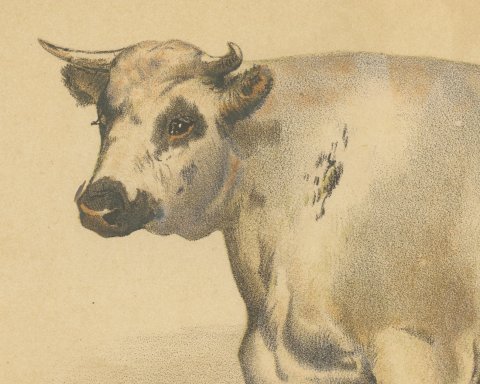 Durham Shorthorn Ox, British Cattle Chromolithograph by Olivier de Penne, 1863, close-up 1