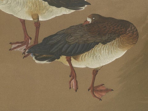 Japanese Geese in Calm Elegance: Antique Lithograph, 1880s, close-up 3