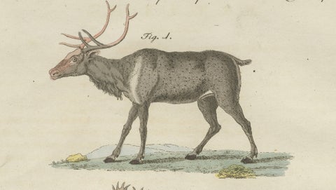 Antique Reindeer & Northern Deer Engraving, Bertuch, c. 1792, close-up 5