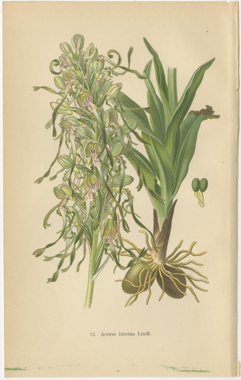 Original Botanical Treasures: The Orchids of Müller's 1904 Collection, view 4