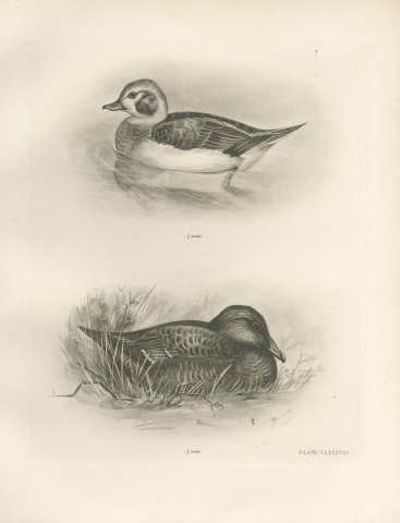 Female Long-tailed Duck and Female Eider after Lilian Medland, c. 1909