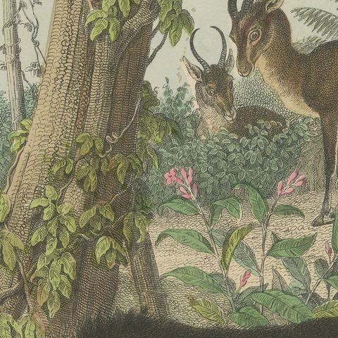 Antique Bison and Wildebeest Print with Zebu and Gazelle, Kolb, circa 1890, close-up 3