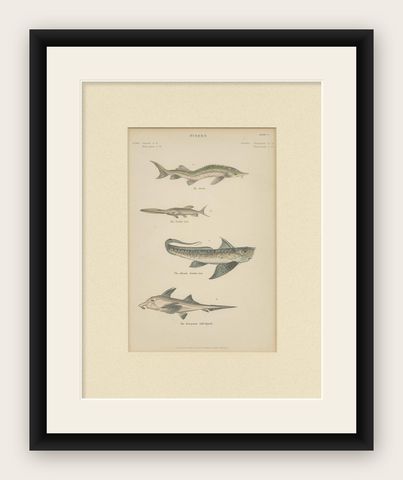 Pl. 15 Antique Print of Various Fishes by Richardson, circa 1860, shown framed