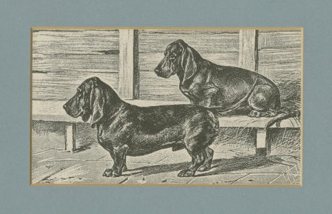 Dachshund Dog Illustration, Antique 1915 Print from Dogs of All Nations, close-up 1