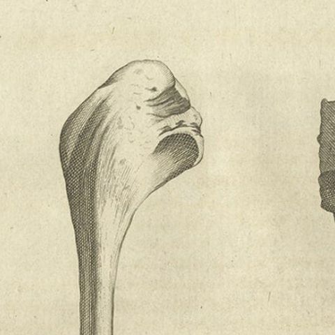 Antique Engraving of the Bill and Bones of an Ibis Bird, 1773, close-up 1