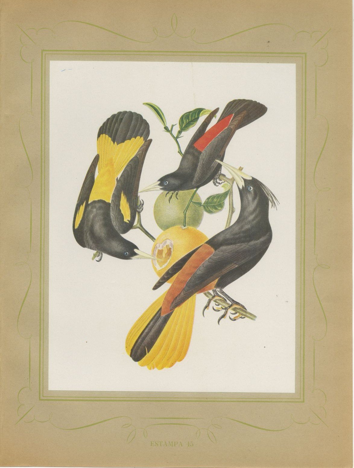 Orioles and Caciques, Brazilian Bird Print, Descourtilz, 1944