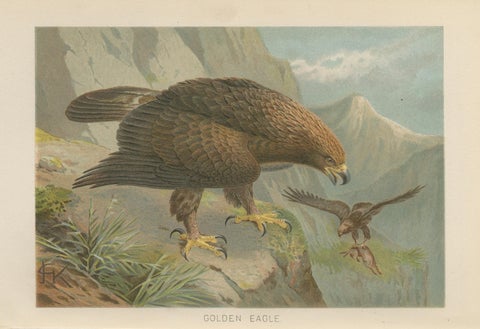 Antique Golden Eagle Bird Lithograph, Royal Natural History, 1895, close-up 1