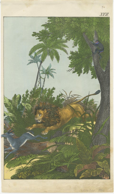 Hand Colored Antique Lithograph of Hunting Lion, view 2