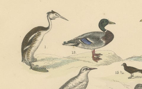 Water Birds Print: Swan, Pelican, Cormorant, Ducks, Antique 1867, close-up 4
