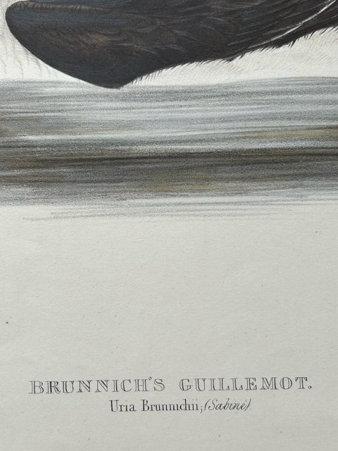 Brunnich’s Guillemot, Antique Bird Lithograph by John Gould, c.1832, view 8