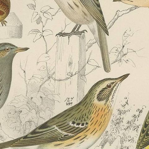 Antique Bird Print of the Lark, Winter Wren, Goldcrest and Yellow Wagtail (1886), close-up 2