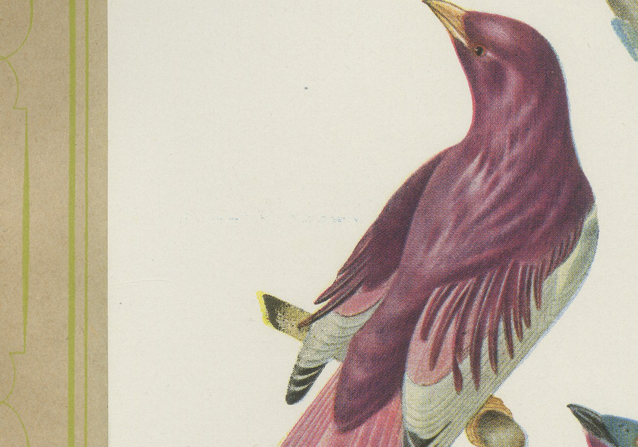 Purple-Throated and Other Cotingas, Brazilian Bird Print, Descourtilz, 1944, view 4