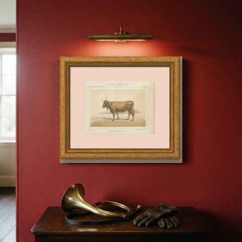 Béarnaise Cow with Bell Collar, French Cattle Chromolithograph, 1863, shown framed on a wall