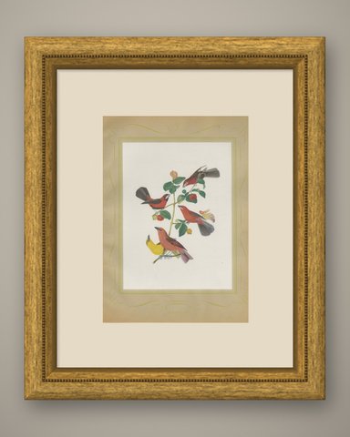 Red Tanagers, Brazilian Bird Print, Descourtilz, 1944, shown framed