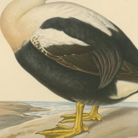 King Eider in Repose: The Somateria Spectabilis from the Nordic Aviary, 1929, close-up 5