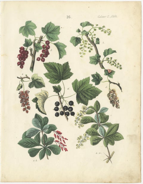Antique Berry Botanical Chromolithographs, Currants & Wild Berries, Calwer 1854, view 3