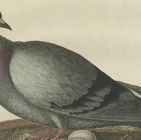 Rock Dove or Common Pigeon, Hand-Coloured Engraving with Dutch Text, 1770–1829, close-up 1