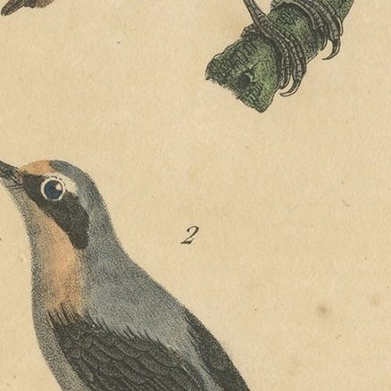 Pl. 77 Antique Bird Print of the Wheatear by Lejeune 'c.1830', close-up 2